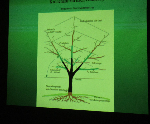Baum 3